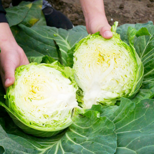 四季 甘蓝种子绿 紫甘蓝日本包菜种籽春季 冬季 青菜盆栽蔬菜种苗孑