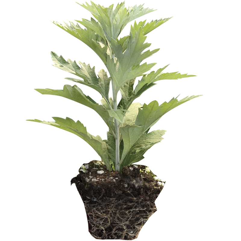 艾草苗爱艾叶艾蒿草新鲜植物种苗种籽孑子盆栽种植驱蚊草带根幼苗