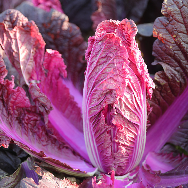 紫色大白菜种孑白菜子苗秧秋季耐热红娃娃菜蔬菜籽种大全四季菜苗
