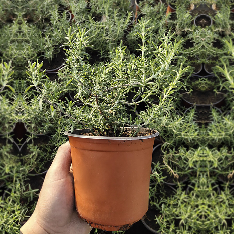 迷迭香苗可食用新鲜香草植物盆栽带土种植大株幼苗水培驱蚊马鞭草