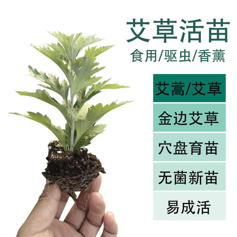 艾叶新鲜盆栽种植驱蚊草带根幼苗