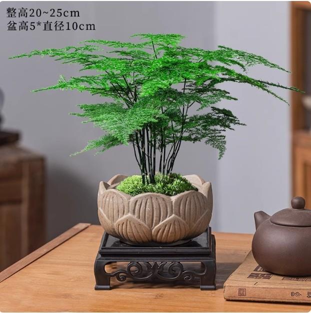 文竹水培植物盆栽办公室桌面绿植玻璃瓶摆件室内绿萝花卉懒人好养