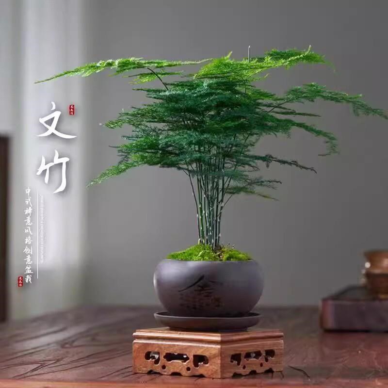 文竹盆栽植物室内办公室水培客厅四季常青懒人小绿植花卉大全盆景