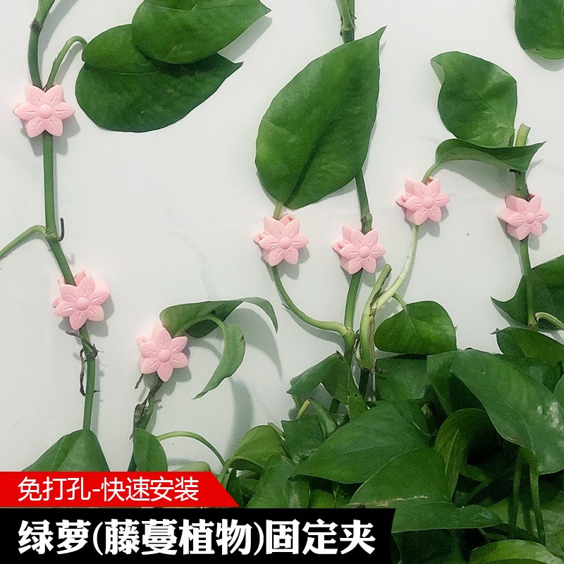 花朵绿萝固定器玫瑰花爬墙藤蔓绿植免钉贴水泥墙自粘