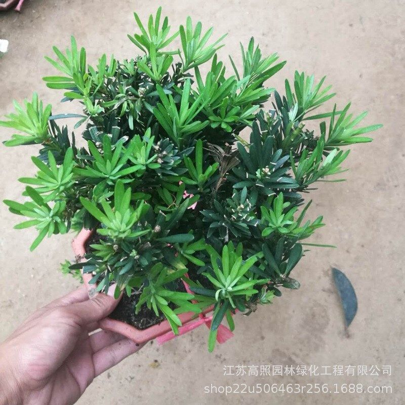 土壤罗汉松盆景松柏造型盆景 干湿中性罗汉松盆栽,鲜花速递/花卉仿真/绿植园艺,大型绿植/成品组合盆栽,淘宝优惠券,粉丝福利购,淘宝优惠卷