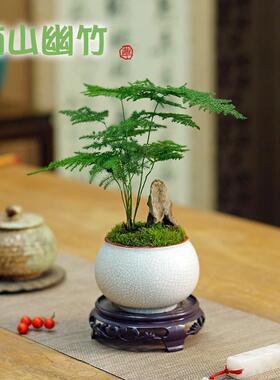 矮生文竹盆栽假山盆景中式创意植物办公室书房茶桌面耐阴好养绿植