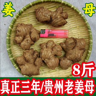 正宗贵州老姜月子姜三年母姜黄姜新鲜月牙姜黄泥巴姜本地农家自种