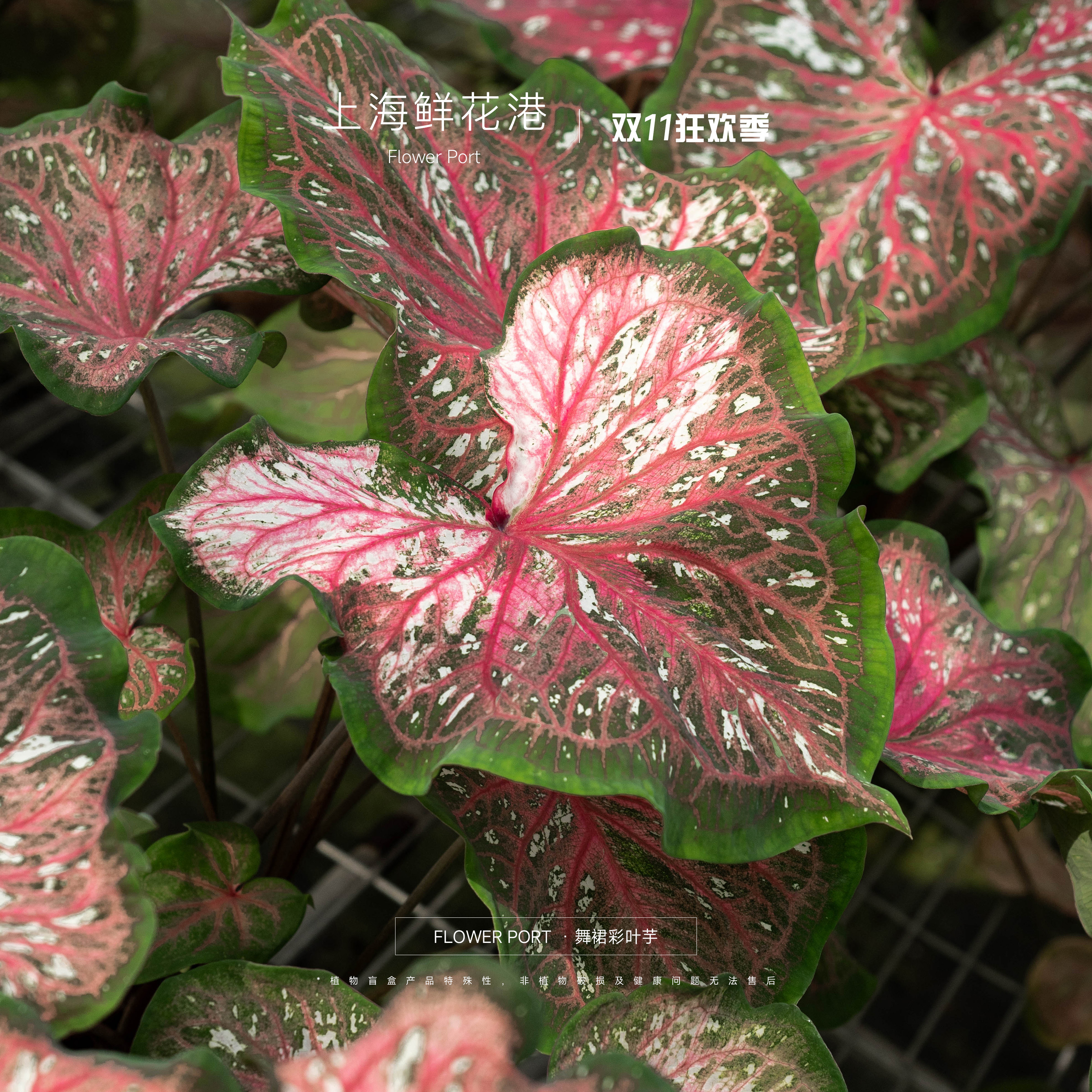 【Flower port】彩叶芋双十一专享大促