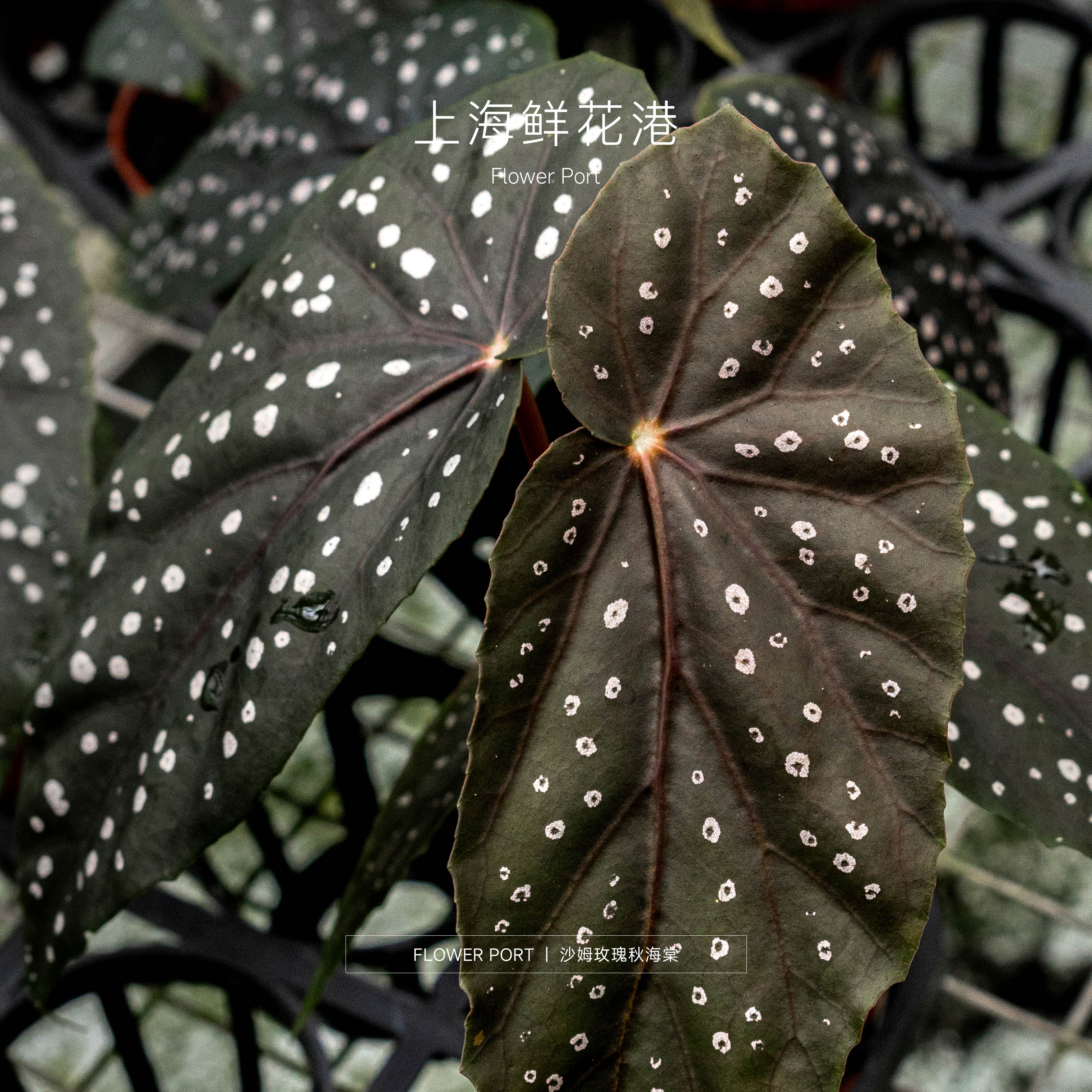 【Flower port】沙姆玫瑰秋海棠