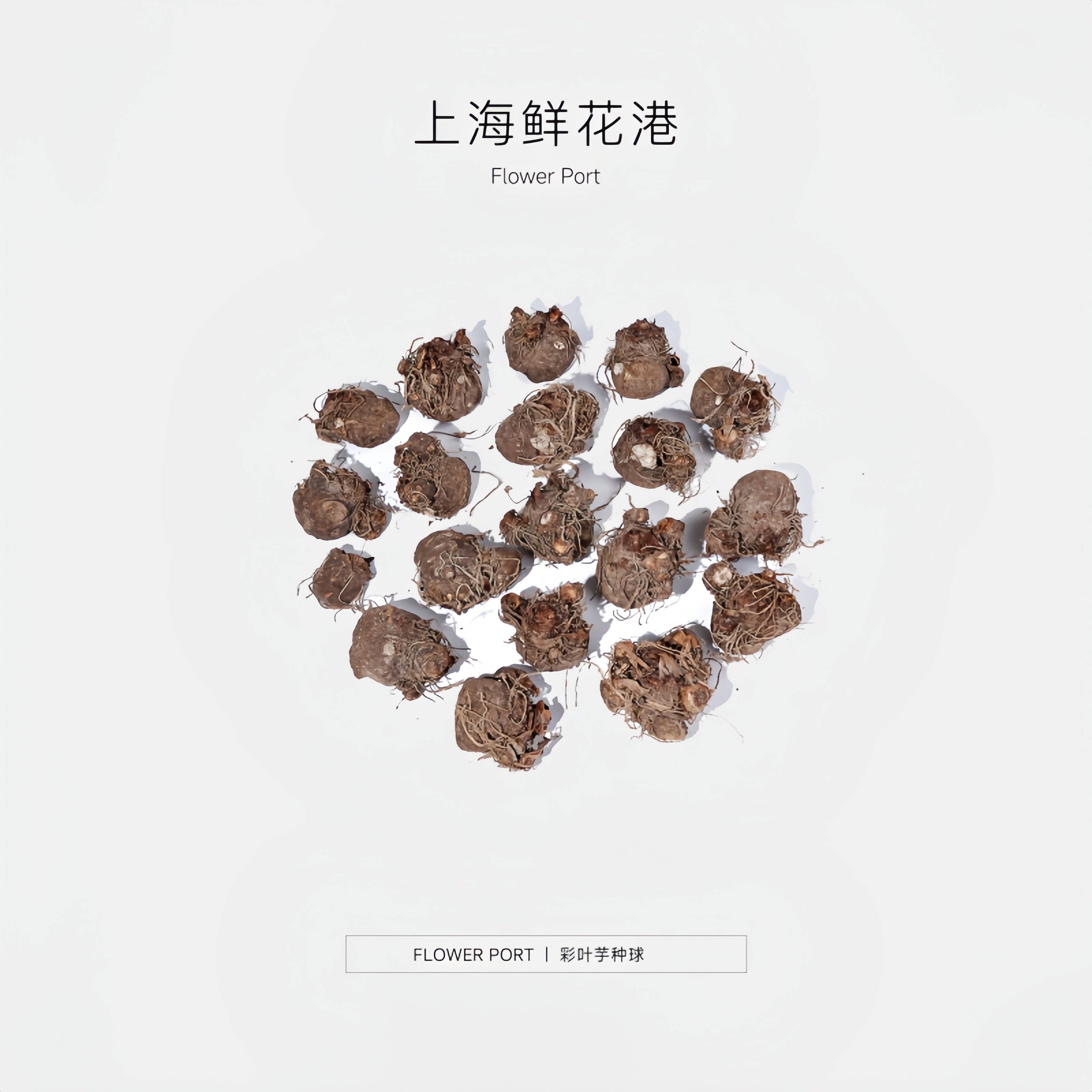 【Flower port】彩叶芋种球