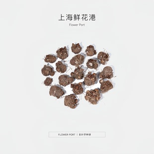 彩叶芋种球 天南星科植物 室内观叶植物 网红热植 热植