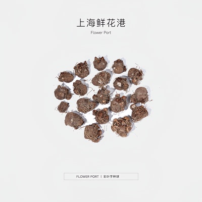 【Flower port】彩叶芋种球