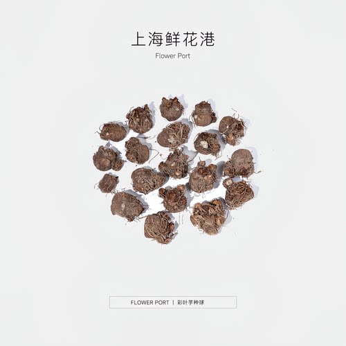 彩叶芋种球 热植 天南星科植物 室内观叶植物 网红热植