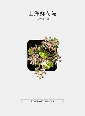 粉锦叶下珠【Flower port】绿植盆栽 室内植物