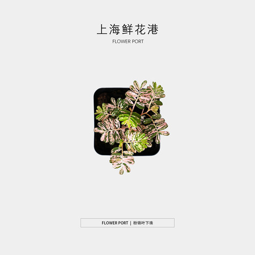 粉锦叶下珠【Flower port】绿植盆栽 室内植物