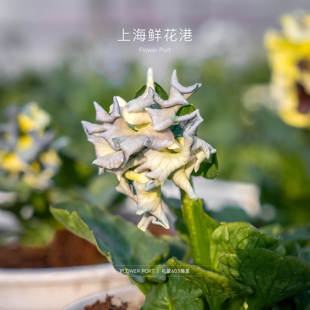 礼服603 port Flower