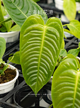 火鹤王花烛 热植盆栽 绿植 室内观叶植物