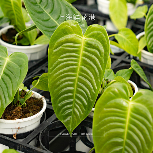 火鹤王花烛 热植盆栽 绿植 室内观叶植物