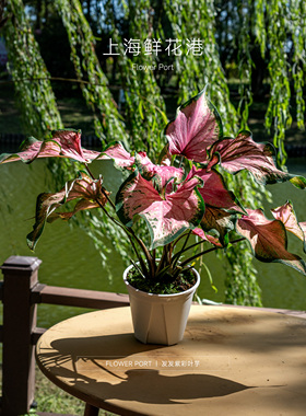 彩叶芋  热植 绿植盆栽 室内观叶植物 红色 白色 绿色叶子