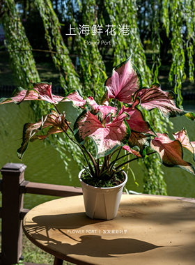 彩叶芋  热植 绿植盆栽 室内观叶植物 红色 白色 绿色叶子