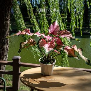 彩叶芋  热植 绿植盆栽 室内观叶植物 红色 白色 绿色叶子