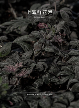 厄瓜多尔紫茄 精品小植物 ins热植 网红植物 盆栽 紫色