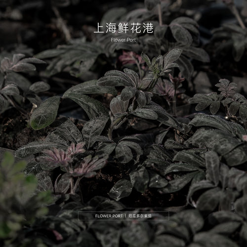 厄瓜多尔紫茄 精品小植物 ins热植 网红植物 盆栽 紫色