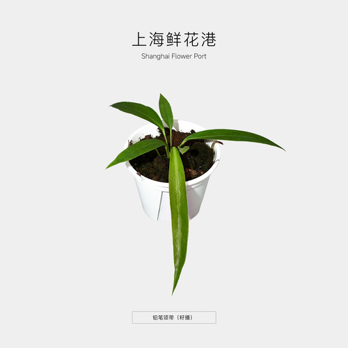 铅笔领带花烛 热植 盆栽绿植 室内观叶植物