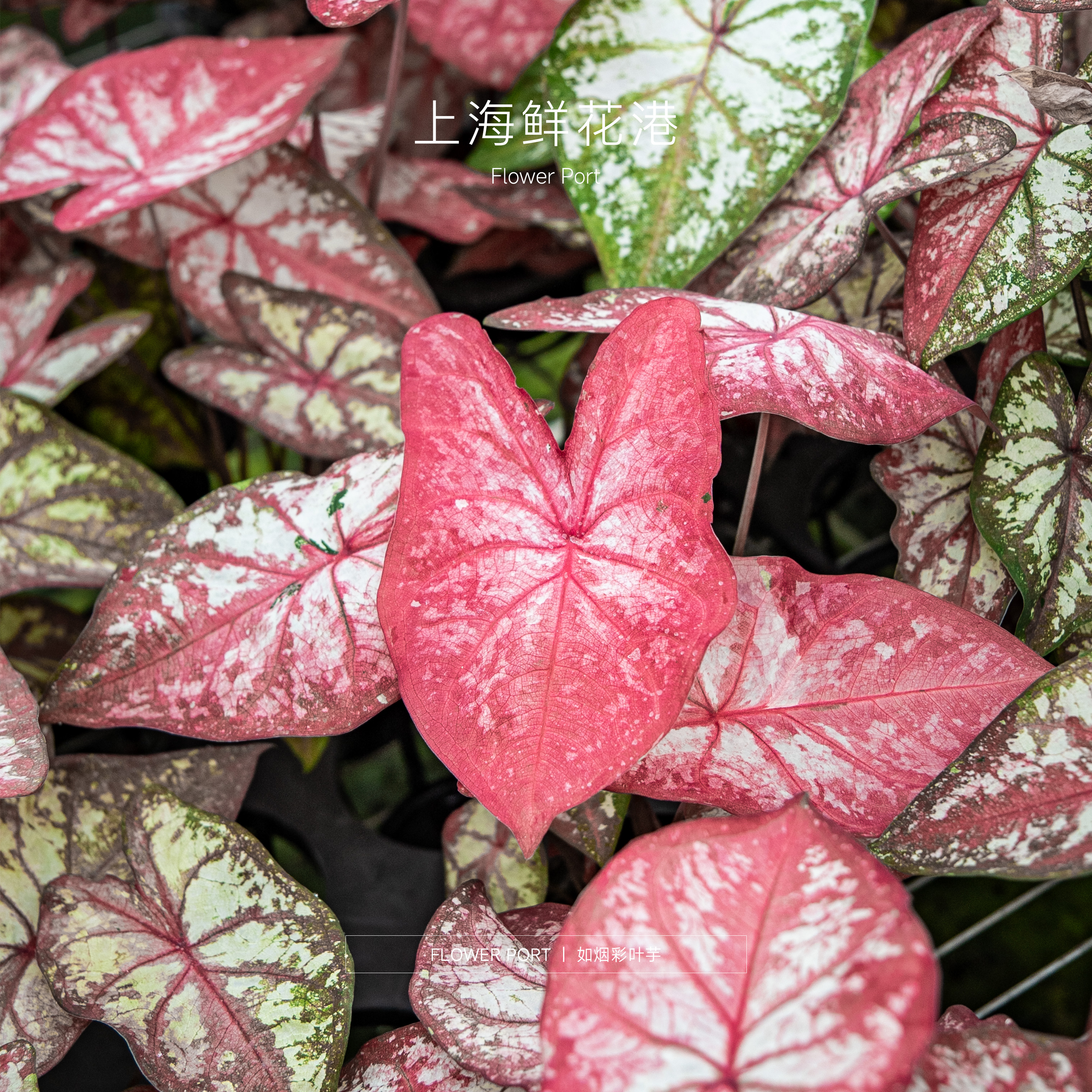 【Flower port】如烟彩叶芋