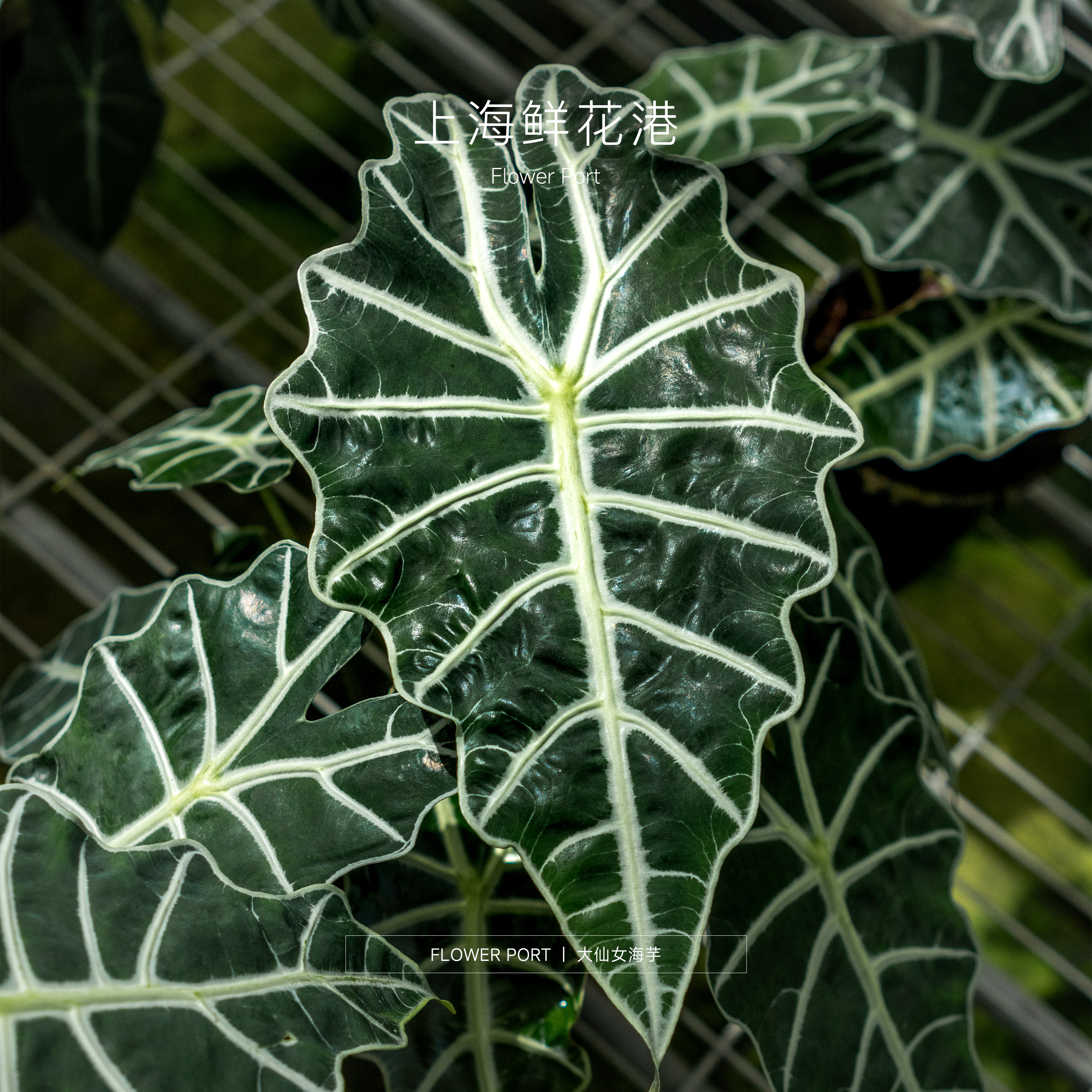 【Flower port】大仙女海芋