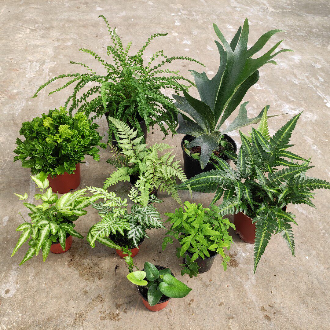 上海鲜花港 蕨类植物合集耐阴室内耐寒网红
