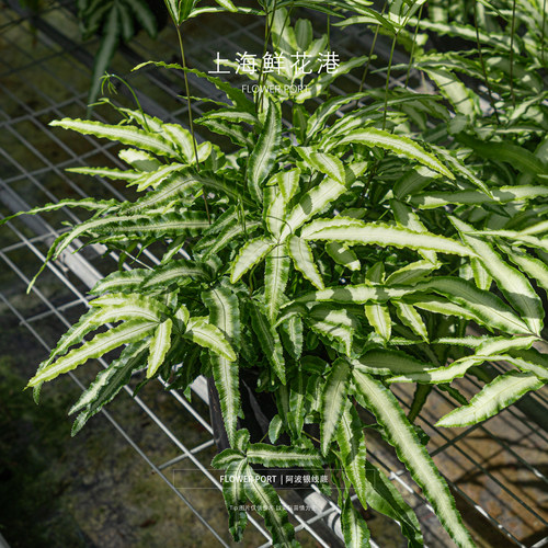 阿波银线蕨 室内观叶植物