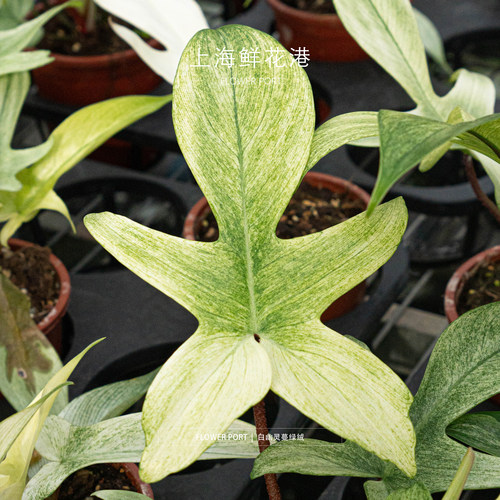 白幽灵蔓绿绒观叶植物热带植物