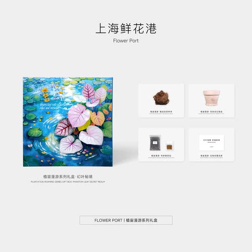 植宙漫游系列彩叶芋礼盒  种球 套装礼盒 热带观叶植物