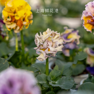 礼服981 port Flower