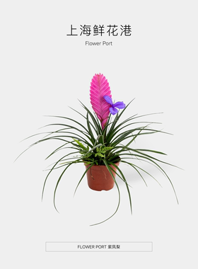 【铁兰凤梨 FLOWER PORT ｜】凤梨 桌面植物 开花植物