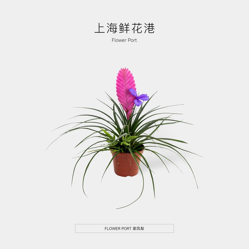 【铁兰凤梨 FLOWER PORT ｜】凤梨 桌面植物 开花植物