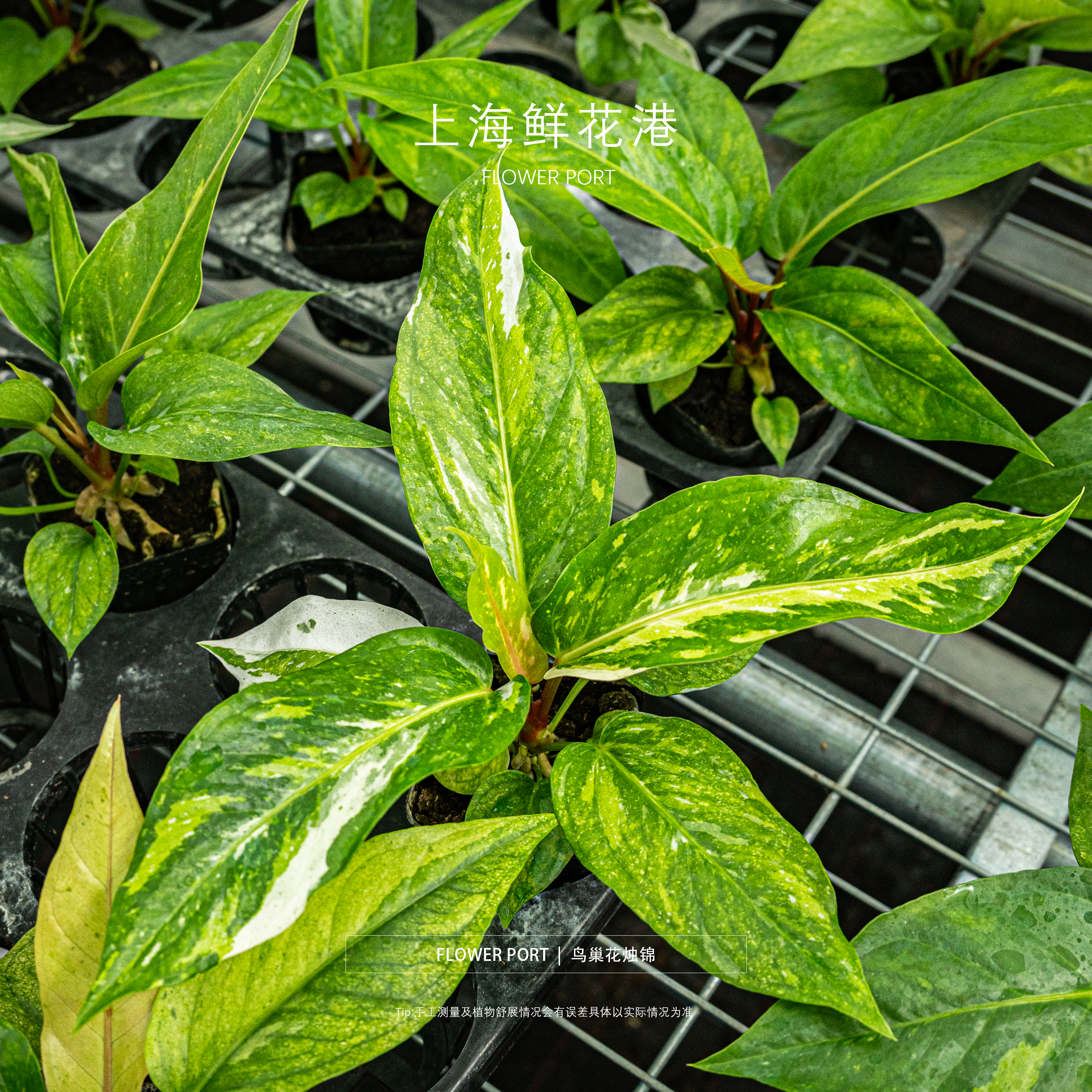 鸟巢花烛锦 热植 绿植盆栽 室内观叶植物 锦化植物