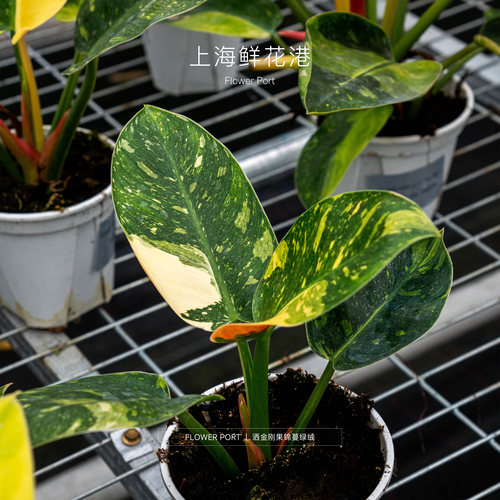 绿植盆栽蔓绿绒热植洒金刚果