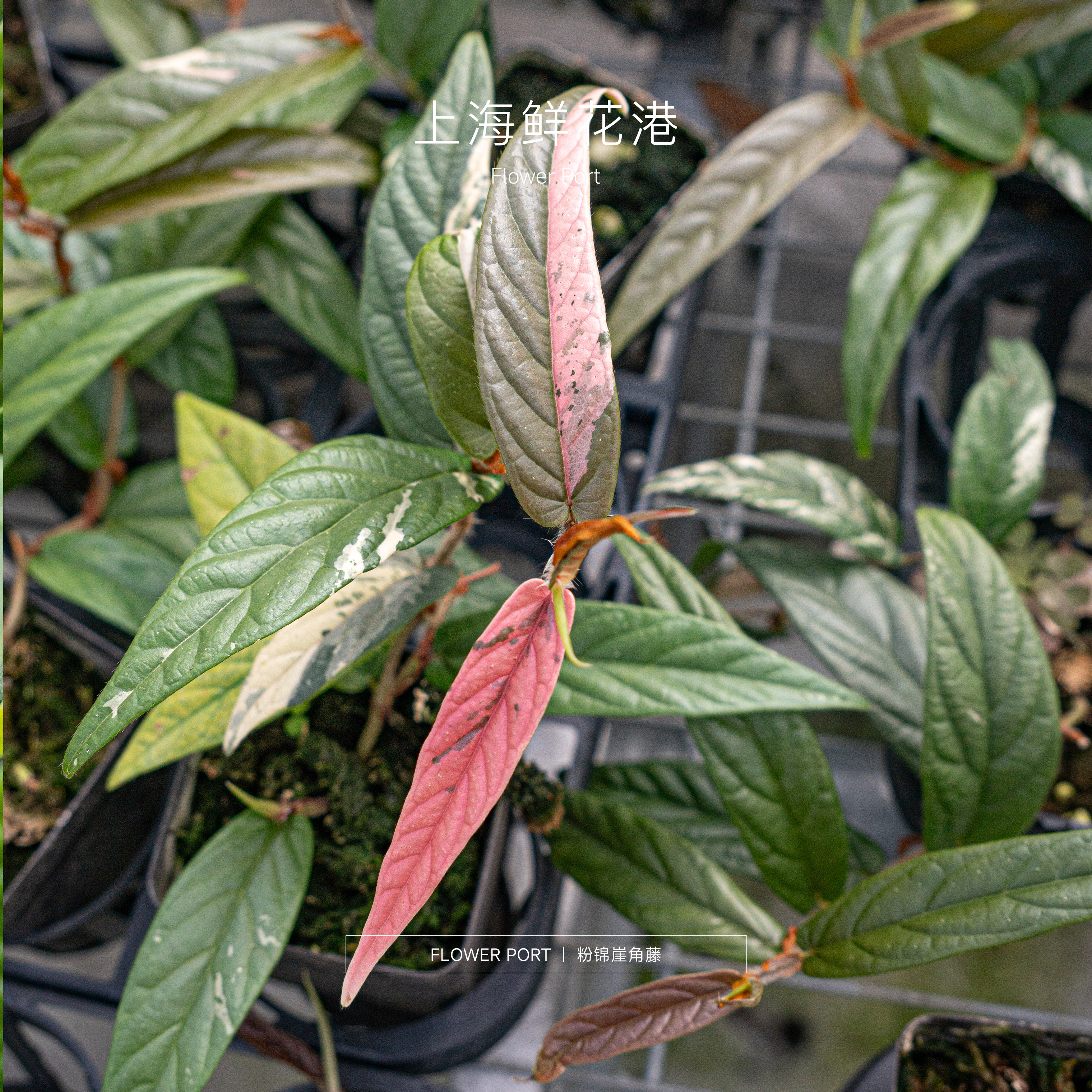 粉锦崖角藤 天南星科植物 锦化植物  室内观叶植物