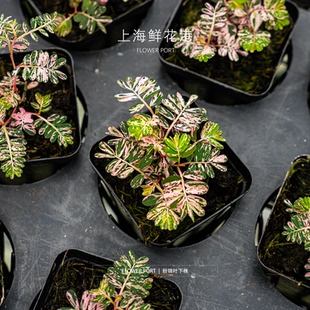 粉锦叶下珠【Flower port】绿植盆栽 室内植物