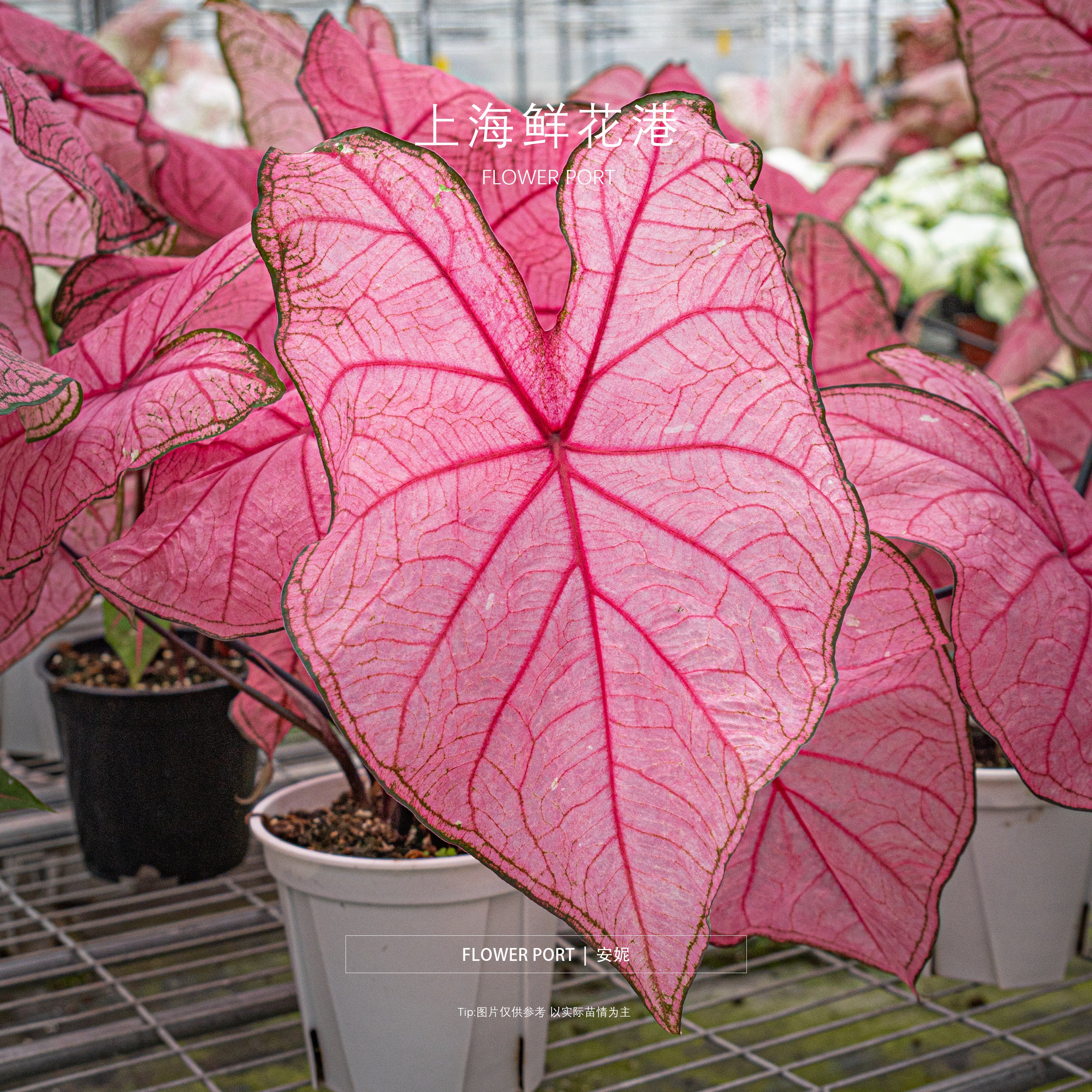 彩叶芋安妮  热植 绿植盆栽 室内观叶植物 红色系叶片