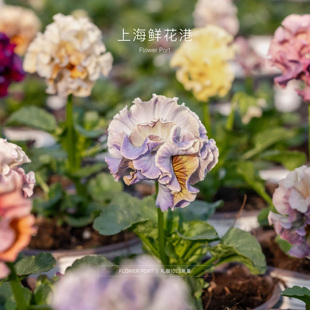 礼服1028 port Flower