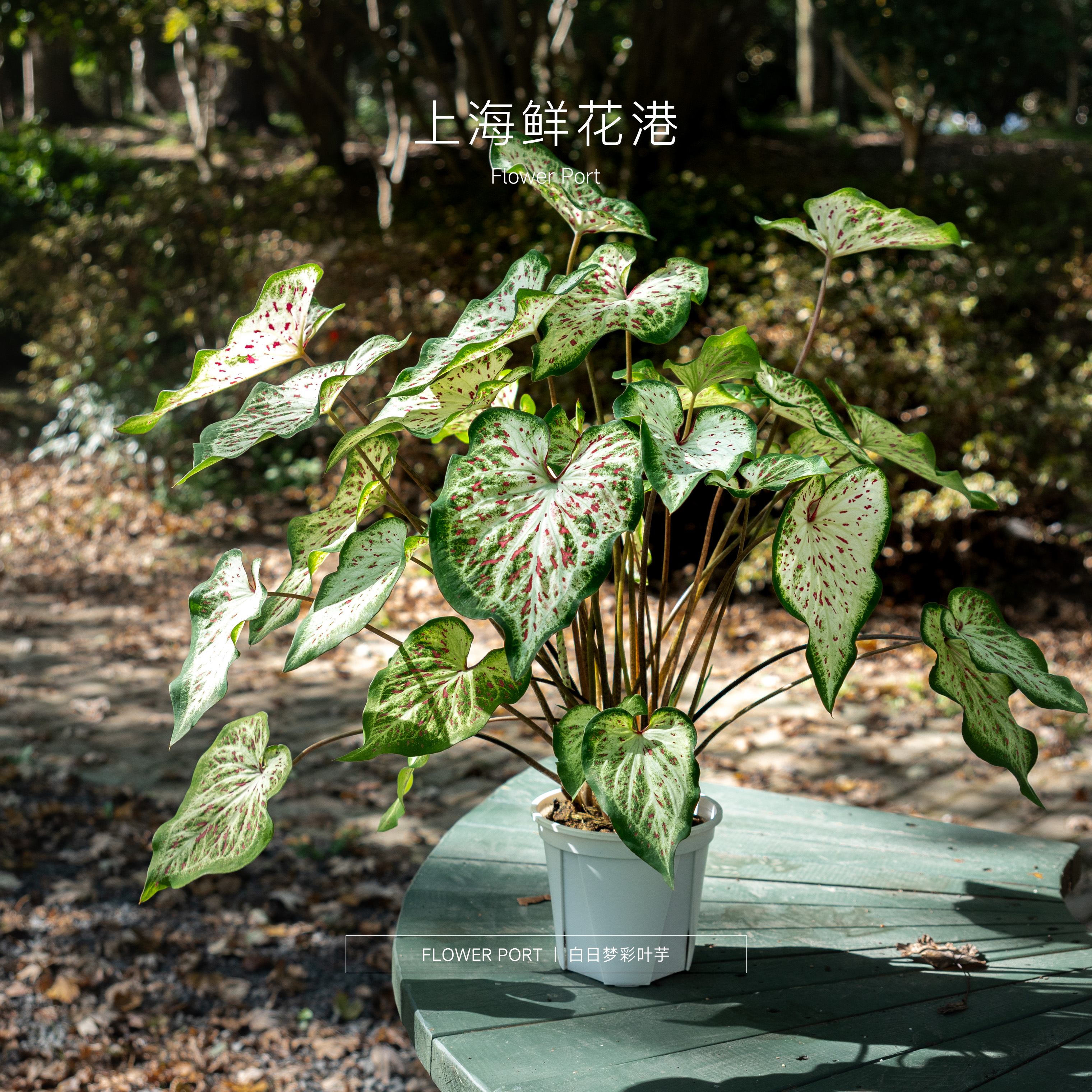 【Flower port】白日梦彩叶芋