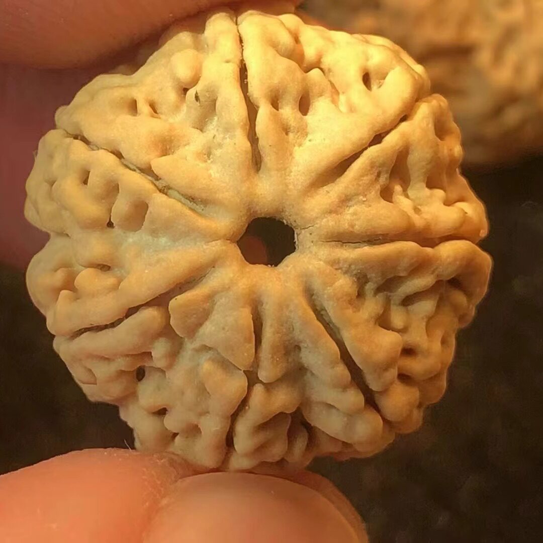 弥刻尼泊尔7瓣大金刚菩提蜂王