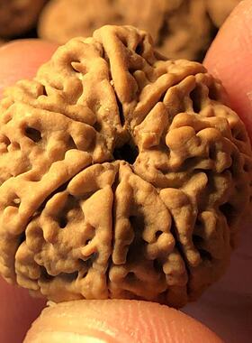 【至尊蜂王】7瓣20mm爆肉蜂窝尼泊尔大金刚菩提子手串佛珠手链