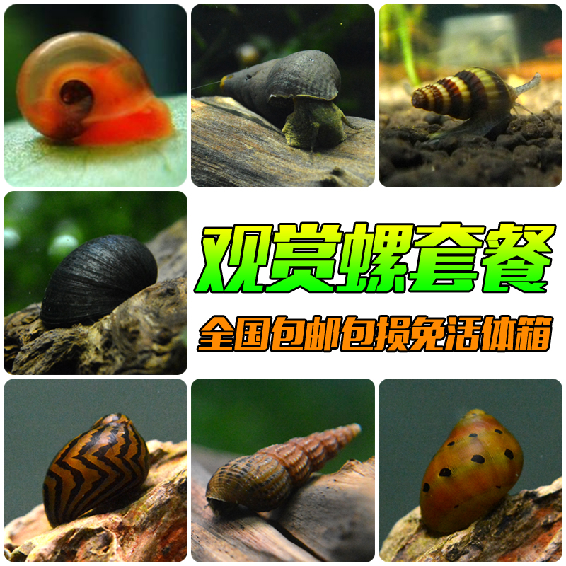 观赏螺除藻清洁底床工具宠物清垃圾螺热带水族造景缸活体套餐包邮