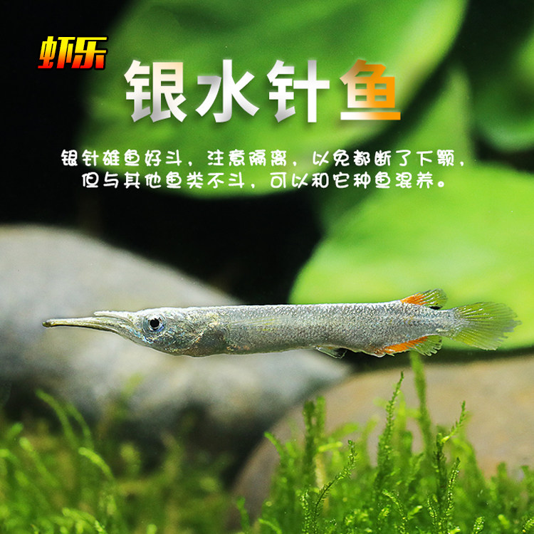 淡水草缸搭配工具鱼除油膜上层鱼水银针鱼热带鱼可繁殖包邮