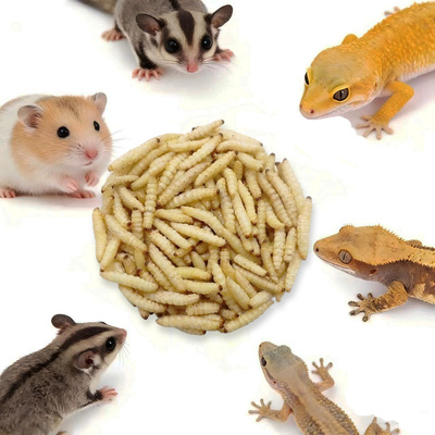 冻干蜂蜜虫干蜜袋鼯藏书金丝熊吃