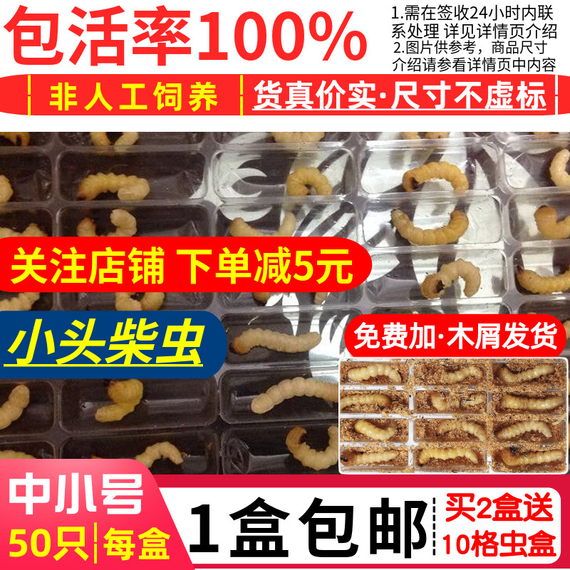 中小号柴虫50只2025年新货贵州松树天牛幼虫鸟食状镖活虫画眉比赛